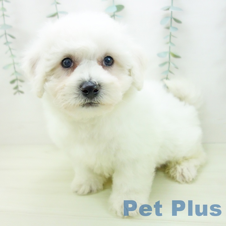 ビション・フリーゼの写真2