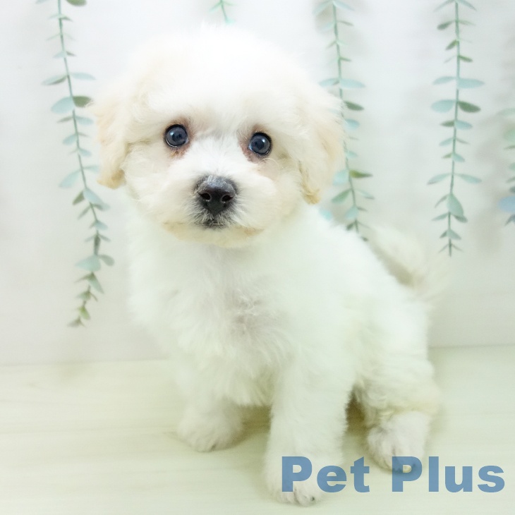 ビション・フリーゼの写真2