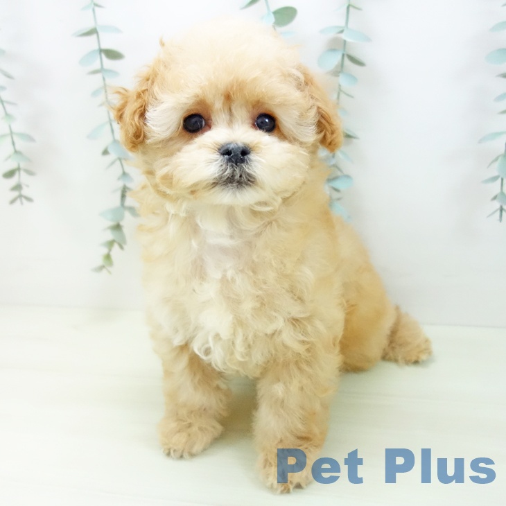 愛知県のトイプードル(トイ) (ペットプラス 豊田店/2025年11月28日生まれ/男の子/アプリコット)の子犬の1枚目の画像