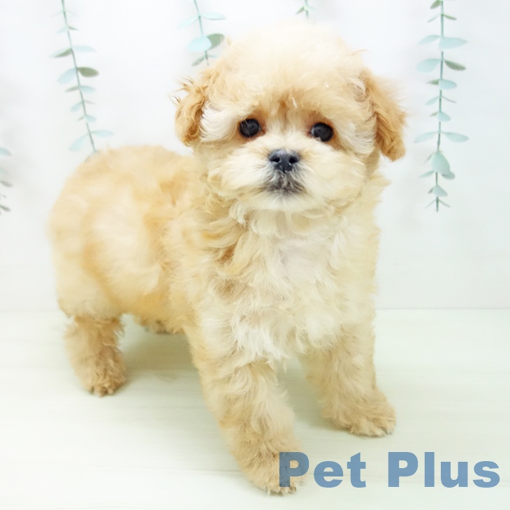 愛知県のトイプードル(トイ) (ペットプラス 豊田店/2025年11月28日生まれ/男の子/アプリコット)の子犬の2枚目の画像