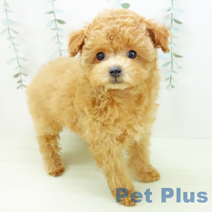 愛知県のトイプードル(トイ) (ペットプラス mozoワンダーシティ店/2025年11月28日生まれ/女の子/アプリコット)の子犬の1枚目の画像