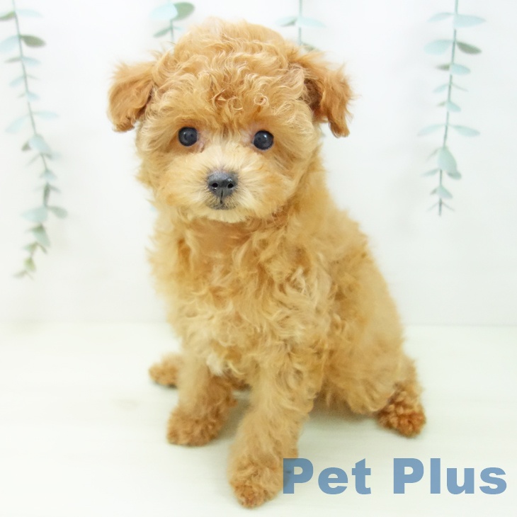 愛知県のトイプードル(トイ) (ペットプラス mozoワンダーシティ店/2025年11月28日生まれ/女の子/アプリコット)の子犬の2枚目の画像