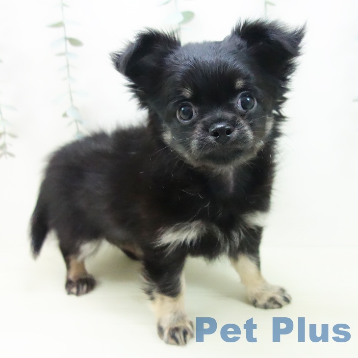 三重県のチワワ(ロング) (ペットプラス 東員店/2025年12月7日生まれ/男の子/ブラックタン)の子犬の1枚目の画像