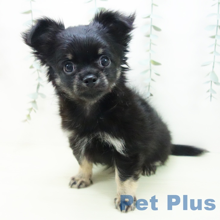 三重県のチワワ(ロング) (ペットプラス 東員店/2025年12月7日生まれ/男の子/ブラックタン)の子犬の2枚目の画像