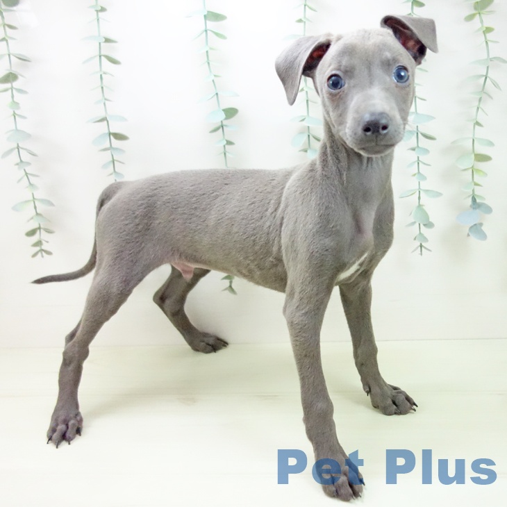 イタリアン・グレーハウンド