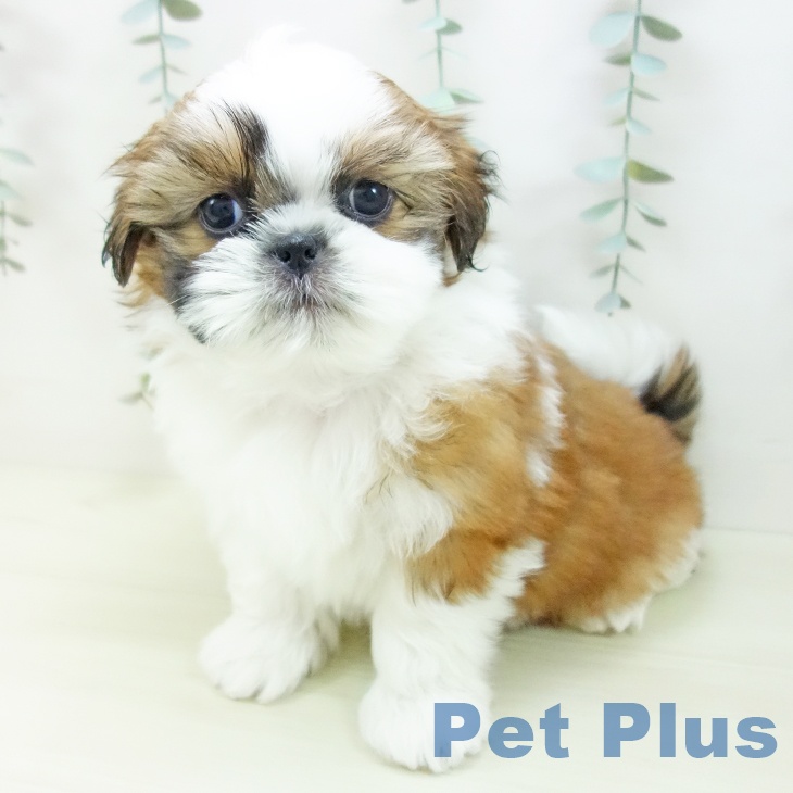 シー・ズーの写真2