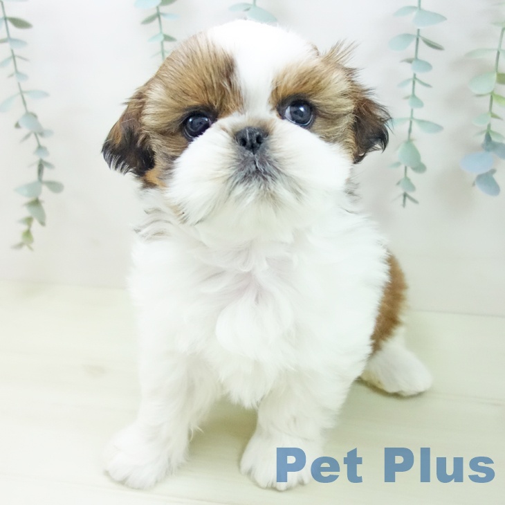 シー・ズーの写真2