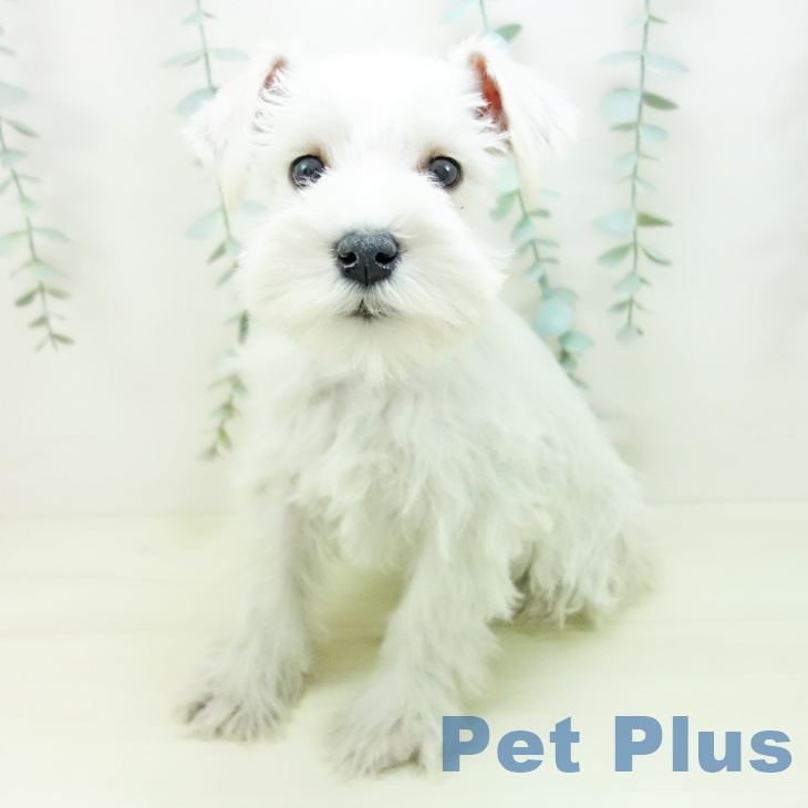 ミニチュア・シュナウザーの写真2