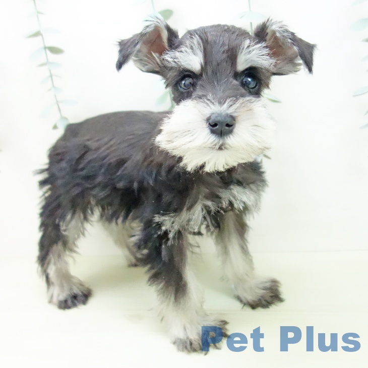 ミニチュア・シュナウザー