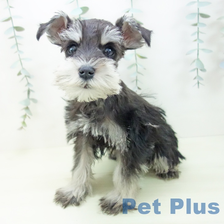 ミニチュア・シュナウザーの写真2