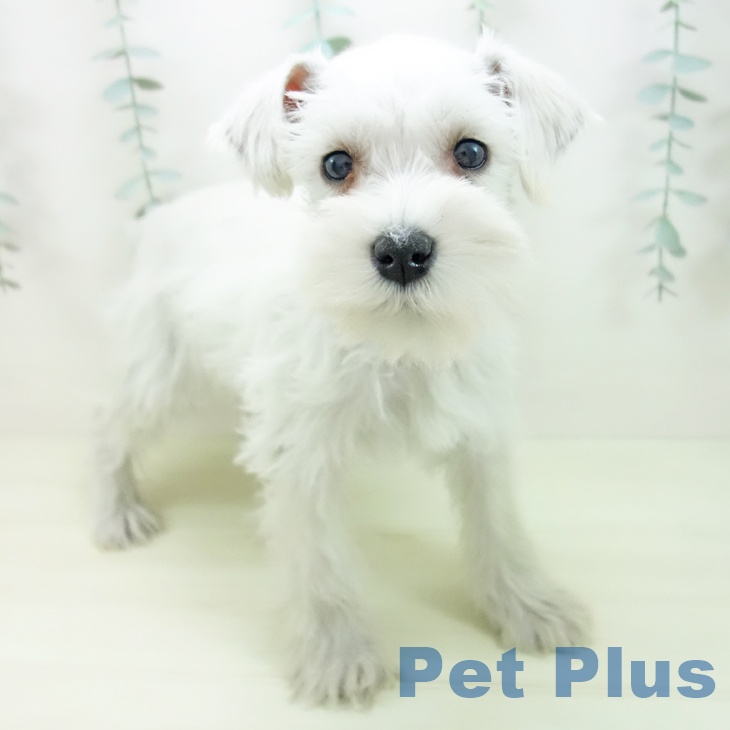 ミニチュア・シュナウザー