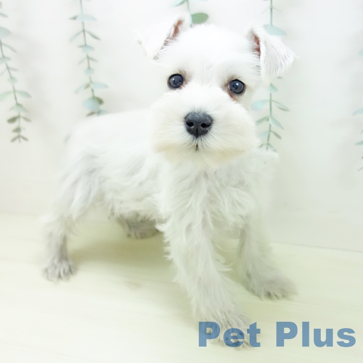 ミニチュア・シュナウザー