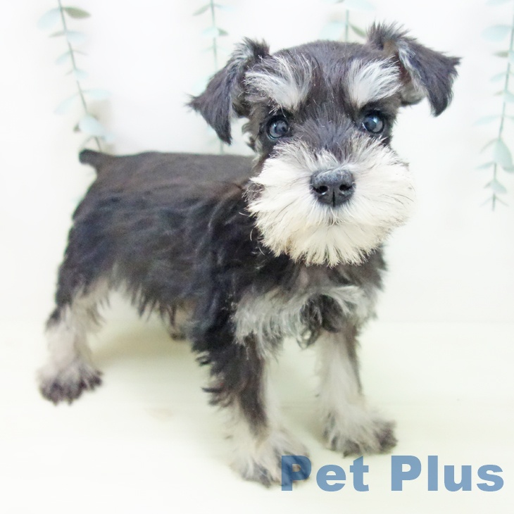 ミニチュア・シュナウザー