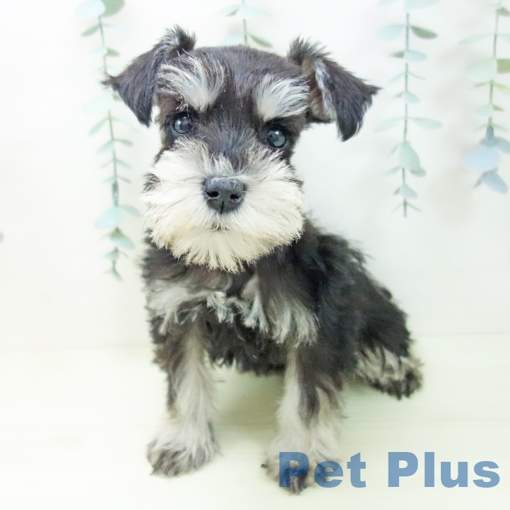 ミニチュア・シュナウザーの写真2