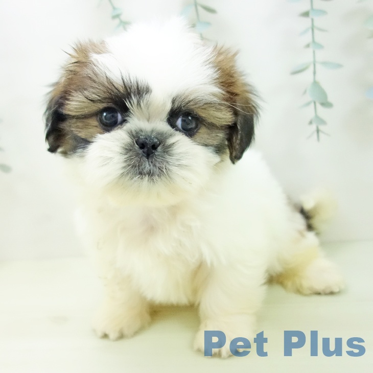 シー・ズーの写真2