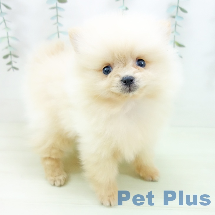 愛知県のポメラニアン (ペットプラス 岡崎店/2025年12月7日生まれ/女の子/クリーム)の子犬の1枚目の画像