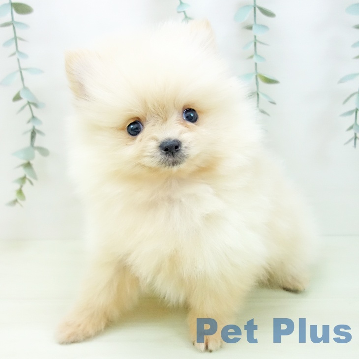 愛知県のポメラニアン (ペットプラス 岡崎店/2025年12月7日生まれ/女の子/クリーム)の子犬の2枚目の画像
