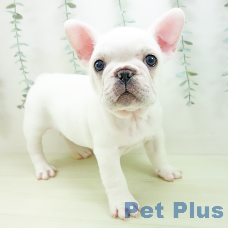 フレンチ・ブルドッグ