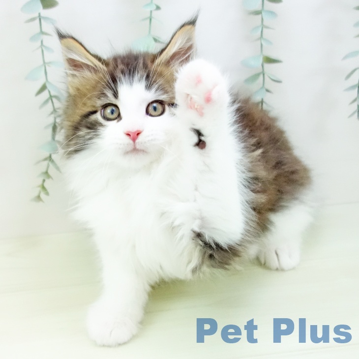 メインクーンの写真2