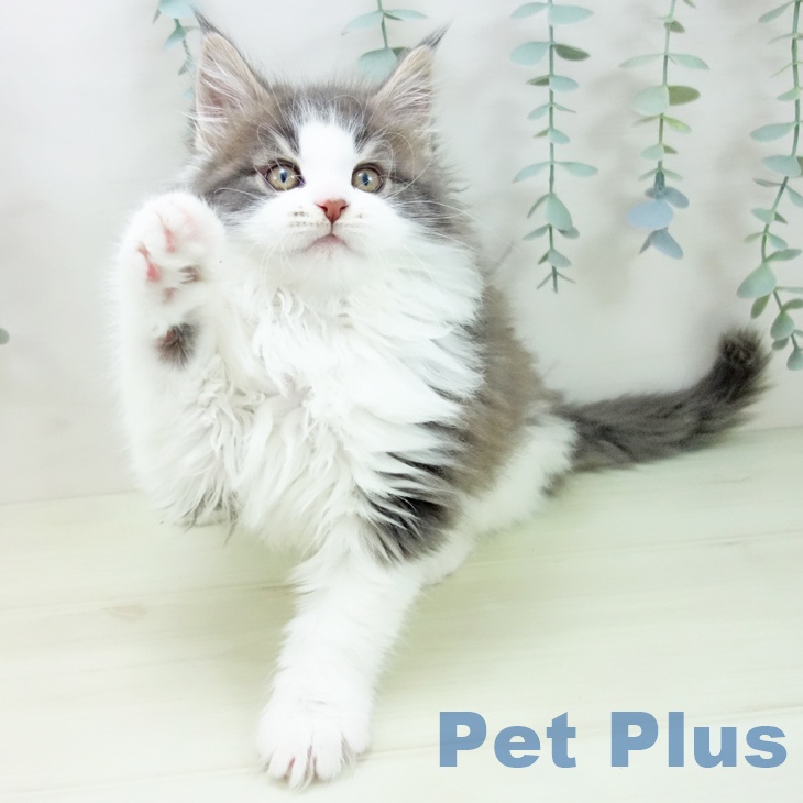 メインクーンの写真2