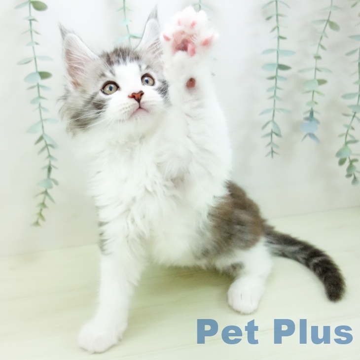 メインクーンの写真2