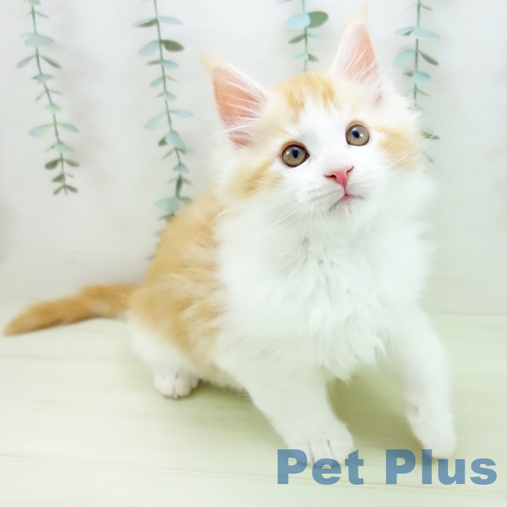 メインクーンの写真2