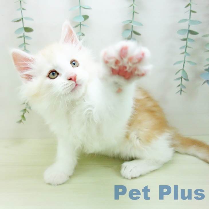 メインクーンの写真2