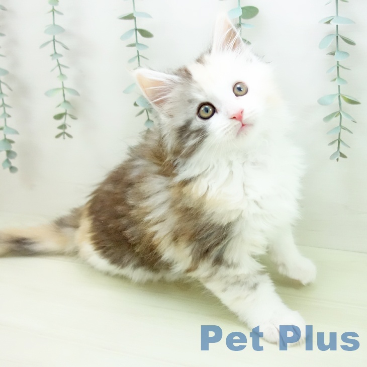 富山県のメインクーン (ペットプラス 高岡店/2025年12月10日生まれ/女の子/シルバーパッチドタビーホワイト)の子猫の1枚目の画像