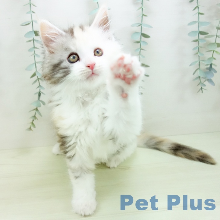 富山県のメインクーン (ペットプラス 高岡店/2025年12月10日生まれ/女の子/シルバーパッチドタビーホワイト)の子猫の2枚目の画像