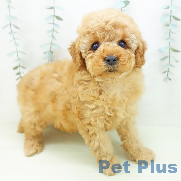 トイ・プードル