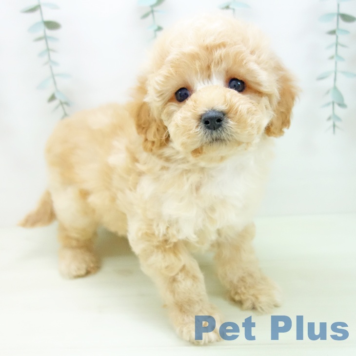 トイ・プードル