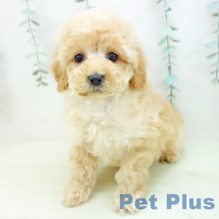トイ・プードルの写真2