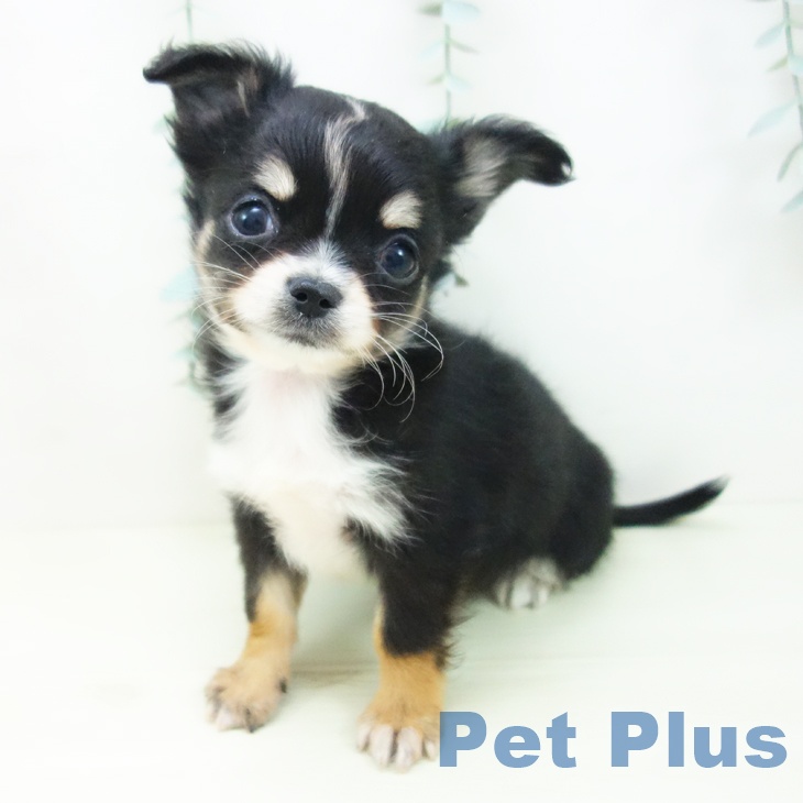 岐阜県のチワワ(ロング) (ペットプラス 光ケ丘店/2025年12月10日生まれ/男の子/ブラックタンホワイト)の子犬の1枚目の画像