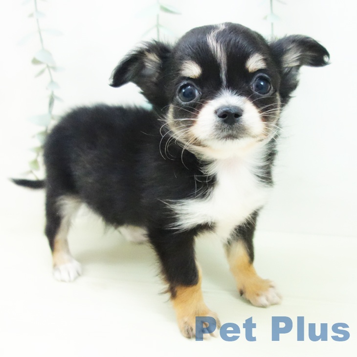 岐阜県のチワワ(ロング) (ペットプラス 光ケ丘店/2025年12月10日生まれ/男の子/ブラックタンホワイト)の子犬の2枚目の画像