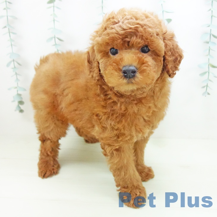 愛知県のトイプードル(トイ) (ペットプラス 豊田店/2025年12月5日生まれ/男の子/レッドフォーン)の子犬の1枚目の画像