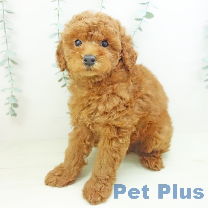 愛知県のトイプードル(トイ) (ペットプラス 豊田店/2025年12月5日生まれ/男の子/レッドフォーン)の子犬の2枚目の画像