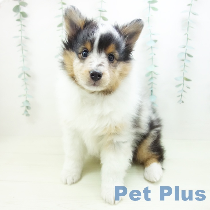 シェットランド・シープドッグの写真2