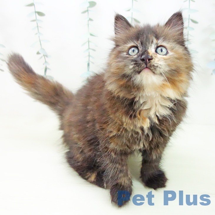 サイベリアンの写真2