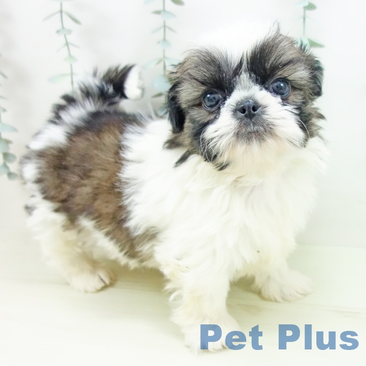 三重県のシーズー (ペットプラス 東員店/2025年12月11日生まれ/男の子/ゴールドホワイト)の子犬の1枚目の画像