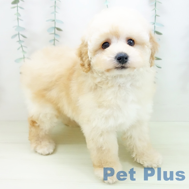 トイ・プードル