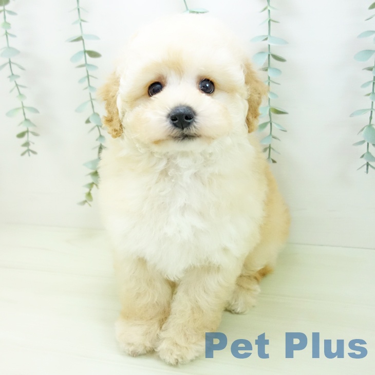 トイ・プードルの写真2