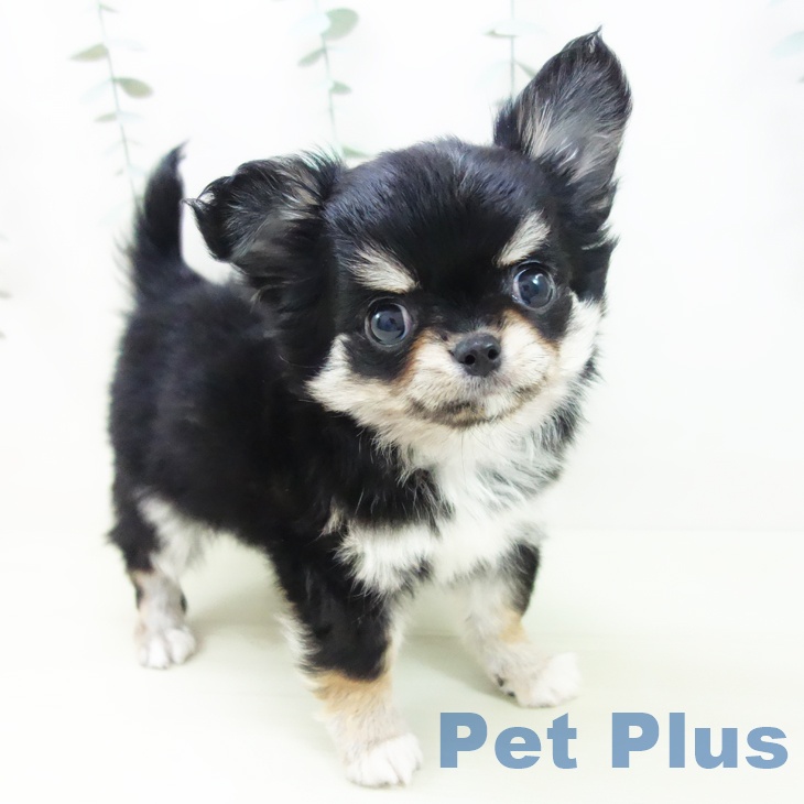 愛知県のチワワ(ロング) (ペットプラス ナゴヤドーム前店/2025年12月6日生まれ/男の子/ブラックタンホワイト)の子犬の1枚目の画像