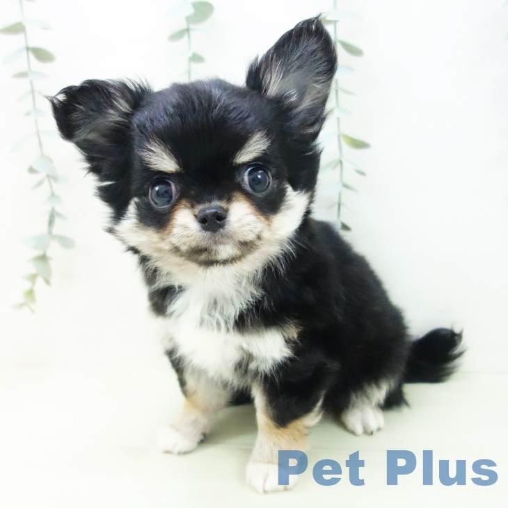愛知県のチワワ(ロング) (ペットプラス ナゴヤドーム前店/2025年12月6日生まれ/男の子/ブラックタンホワイト)の子犬の2枚目の画像