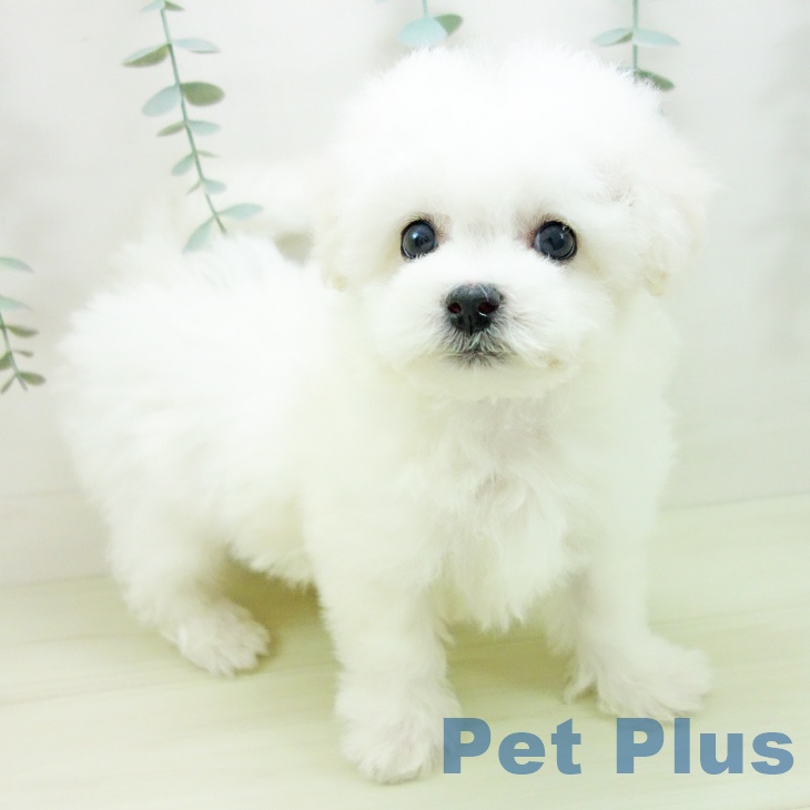 愛知県のビションフリーゼ (ペットプラス みなと店/2025年12月10日生まれ/男の子/ホワイト)の子犬の1枚目の画像
