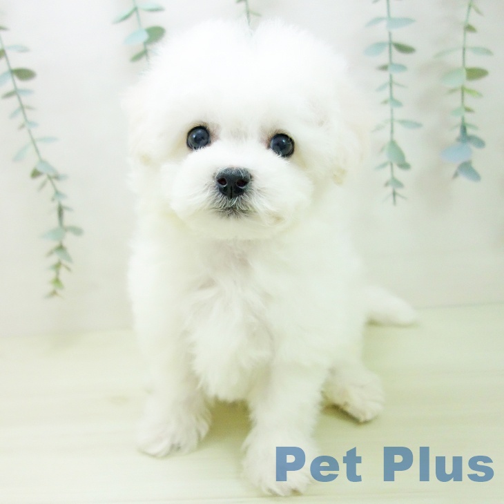 愛知県のビションフリーゼ (ペットプラス みなと店/2025年12月10日生まれ/男の子/ホワイト)の子犬の2枚目の画像