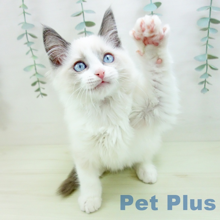 愛知県のラグドール (ペットプラス mozoワンダーシティ店/2025年11月18日生まれ/女の子/ブルーポイントバイカラー)の子猫の1枚目の画像