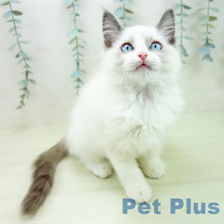愛知県のラグドール (ペットプラス mozoワンダーシティ店/2025年11月18日生まれ/女の子/ブルーポイントバイカラー)の子猫の2枚目の画像