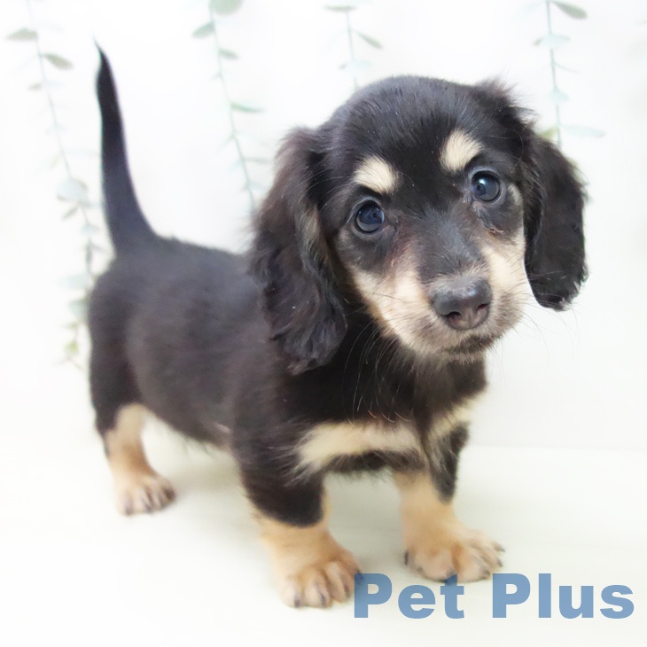 ミニチュア・ダックスフンド