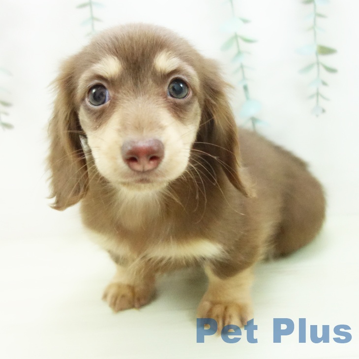 ミニチュア・ダックスフンド