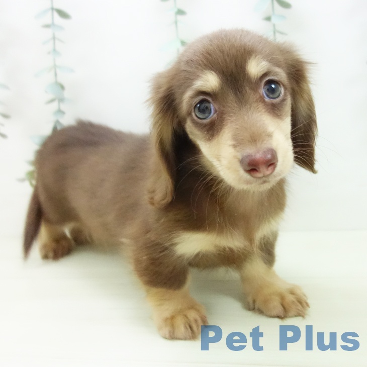 ミニチュア・ダックスフンドの写真2